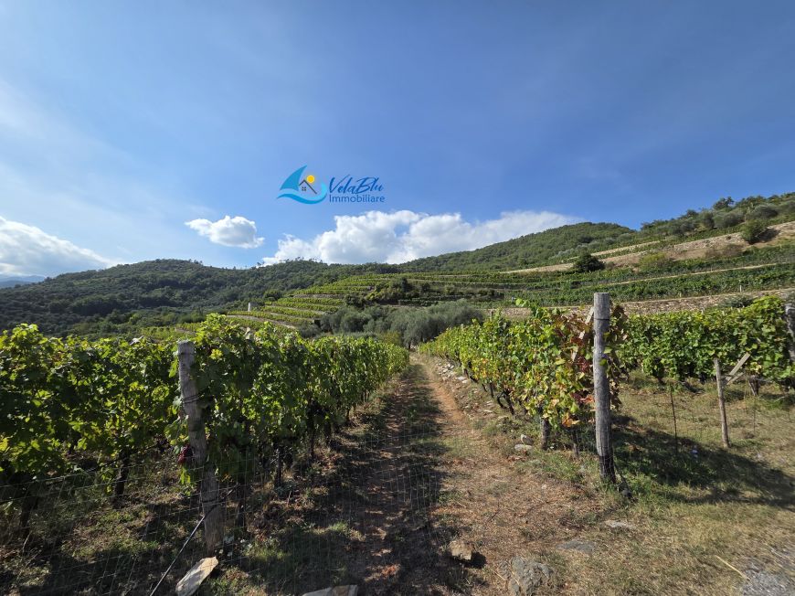 IL RIFUGIO TRA I VIGNETI | Ranzo (IM) - Terratetto unifamiliare